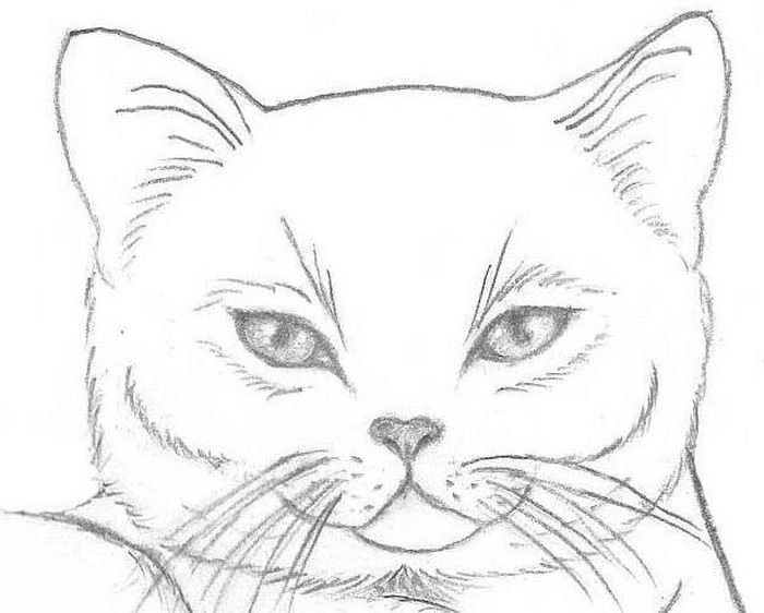 Морда кота