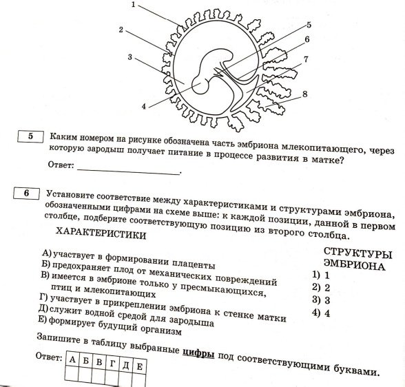 Зародыш схема ЕГЭ