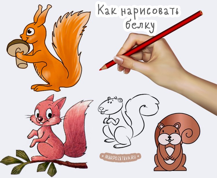 Белка пошаговое рисование