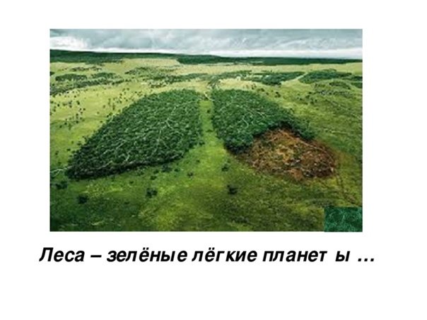 Лес легкие нашей планеты