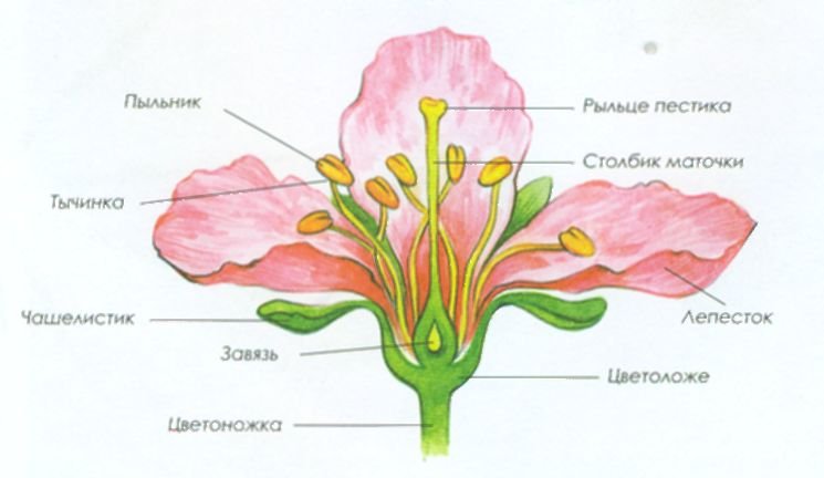 Строение цветка яблони схема