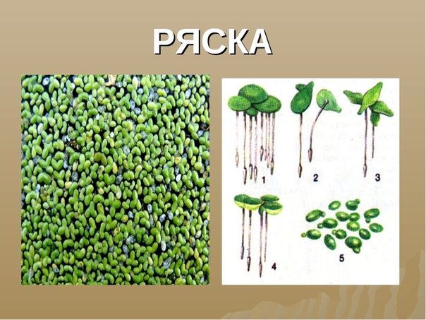 Ряска малая цветок