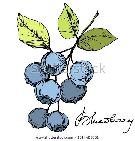 Голубика для рисования