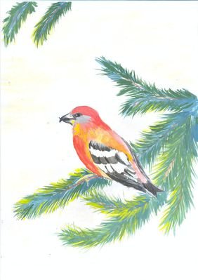 Рисунок клеста зимой