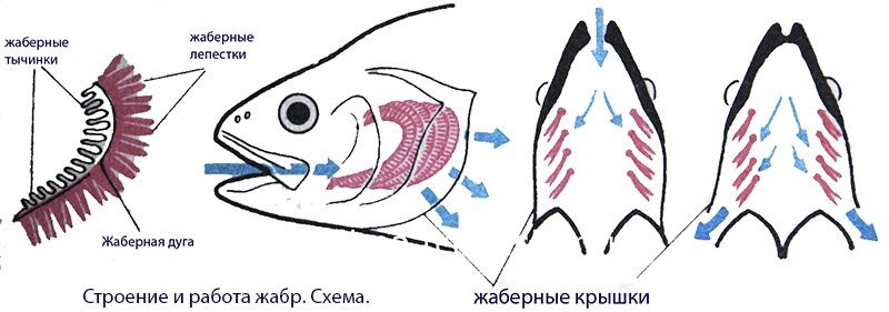 Дыхательная система рыб 7 класс