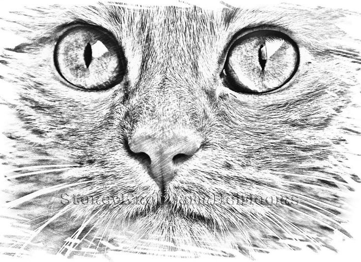 Кошка карандашом