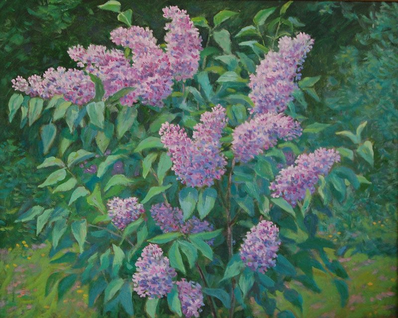 Сирень кустарник рисунок