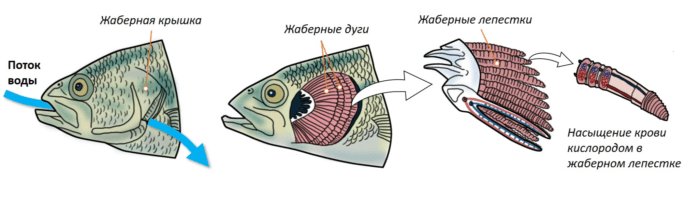 Жаберные крышки у костистых рыб