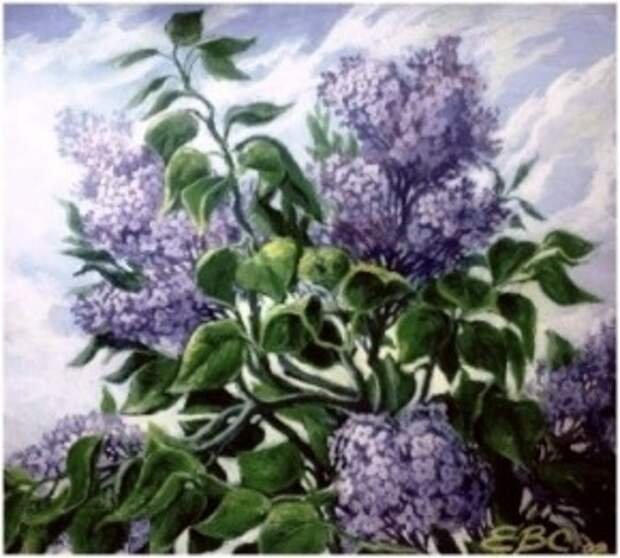 Рисование куст сирени