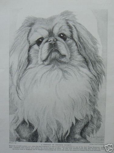 Пекинес раскраска