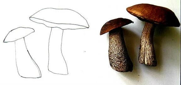 Поэтапное рисование гриба