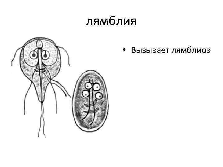 Лямблия рисунок
