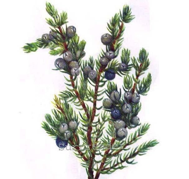Можжевельник Juniperus communis