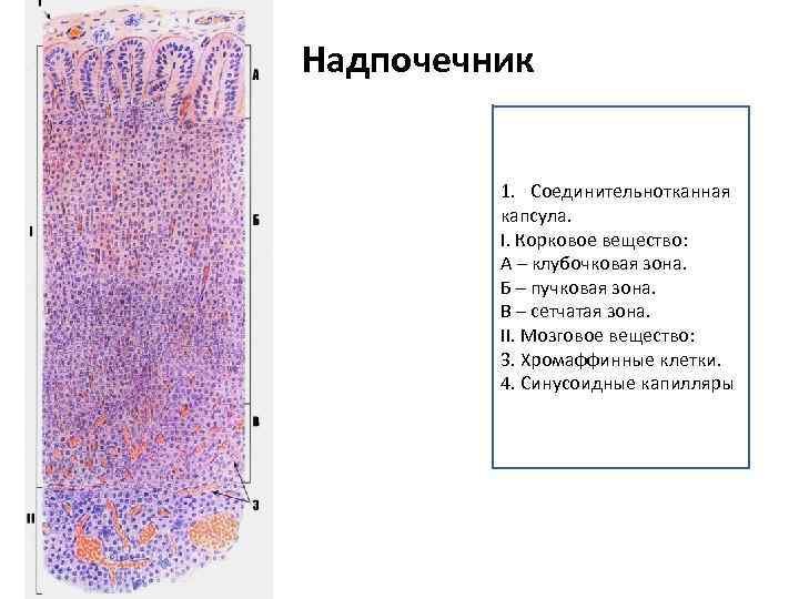 Надпочечник микропрепарат гистология