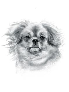 Пекинес карандашом