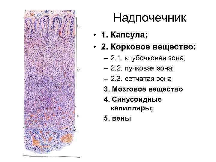 Надпочечник гистология