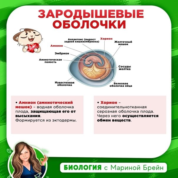 Эмбрион егэ