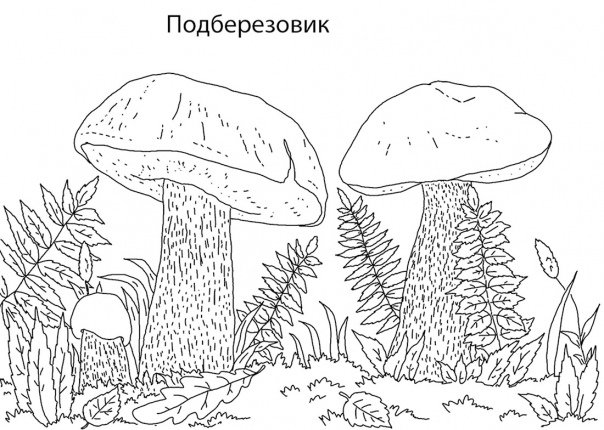 Подберезовик