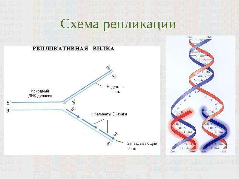 Этапы репликации ДНК схема