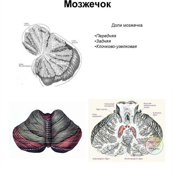 Древо жизни на разрезе мозжечка