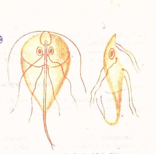 Lamblia intestinalis строение
