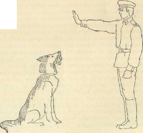 Кинолог
