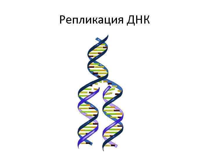 Схема удвоения ДНК редупликация