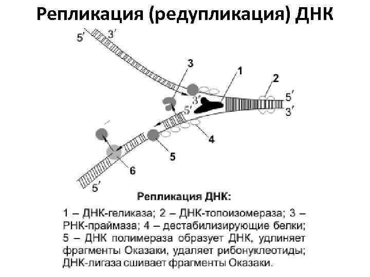 Репликация днк