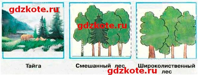 Рисунок Тайга смешанный и широколиственный лес