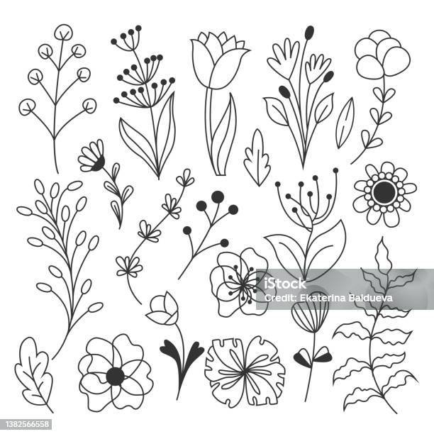 Vector Flower Set