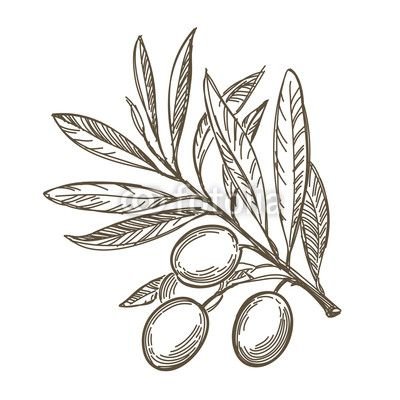 Ветка оливы