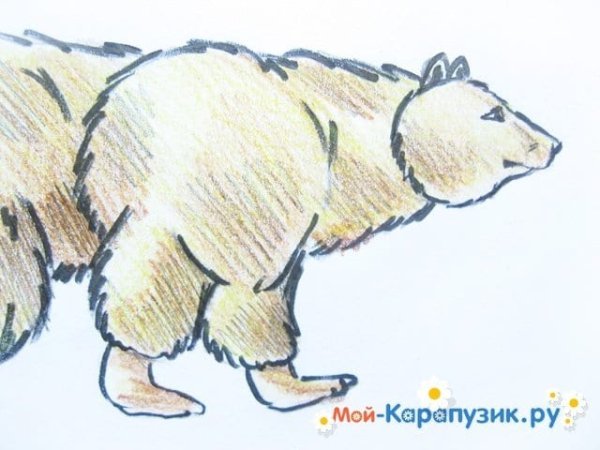 Дремучий медведь рисунок лёгкий
