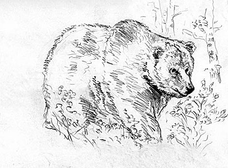 Медведь рисунок карандашом