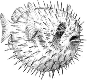Рыба фугу рисунок