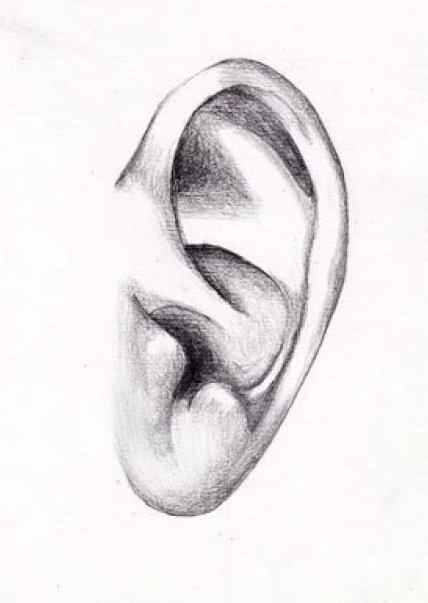 Рисунок уха человека