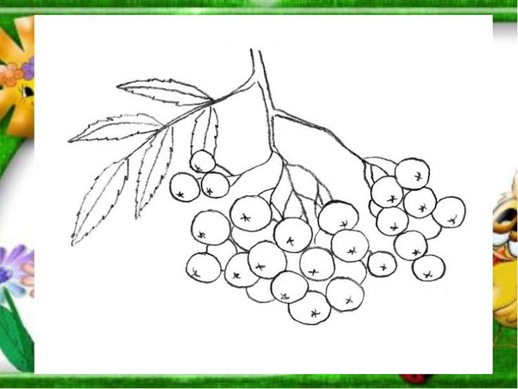 Ветка рябины рисунок карандашом