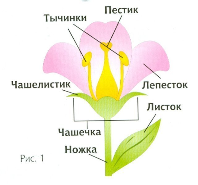 Макет цветка по биологии