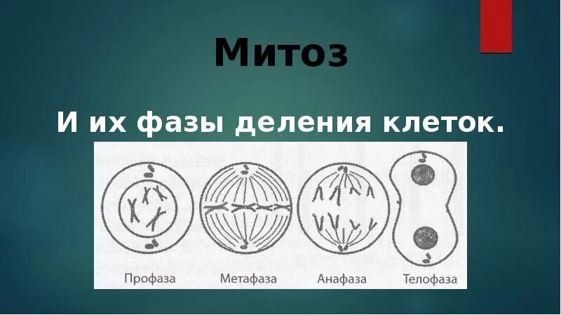 Клеточное деление митоз