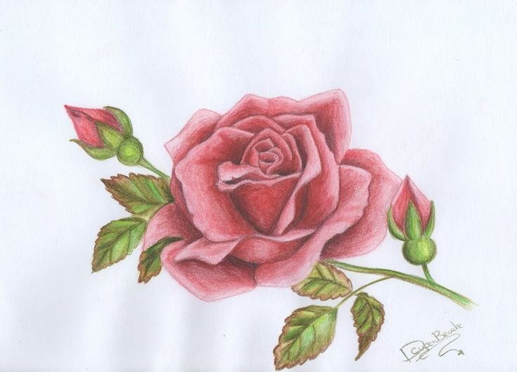 Рисунки цветов для срисовки