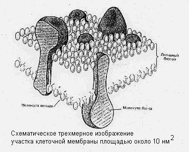 Клеточная мембрана рисунок легкий