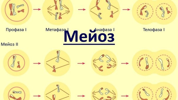Мейоз презентация