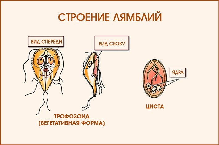 Lamblia intestinalis циста строение