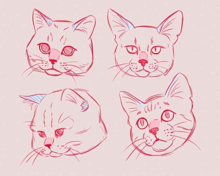 Кошачья морда референс