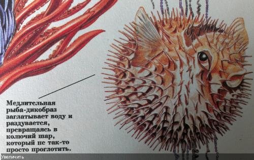 Рисунок морского ежа