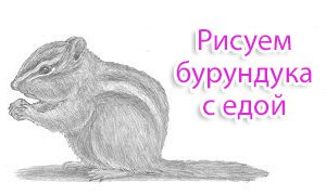Бурундук рисунок
