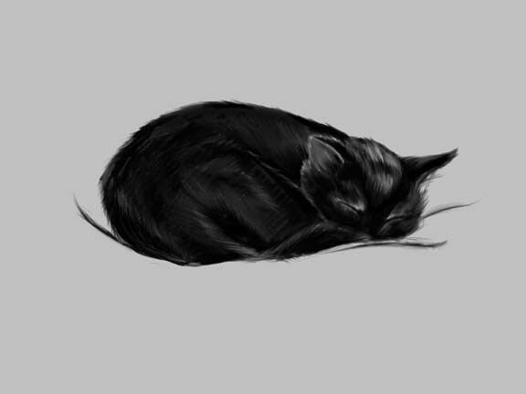 Черный кот спит