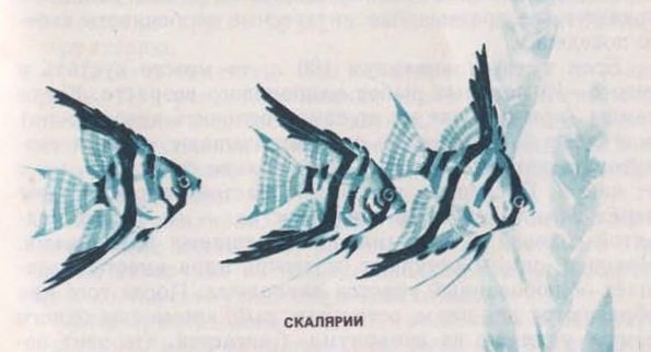 Скалярия