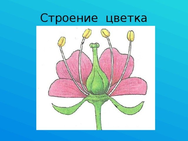 Зарисовать строение цветка