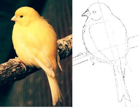 Канарейка рисование