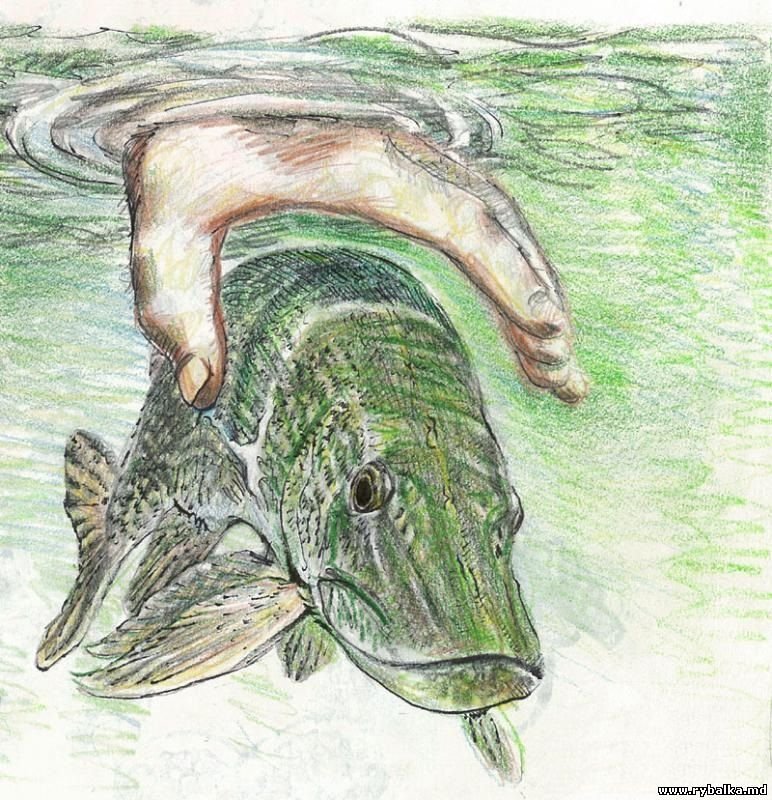 Щука для рисования